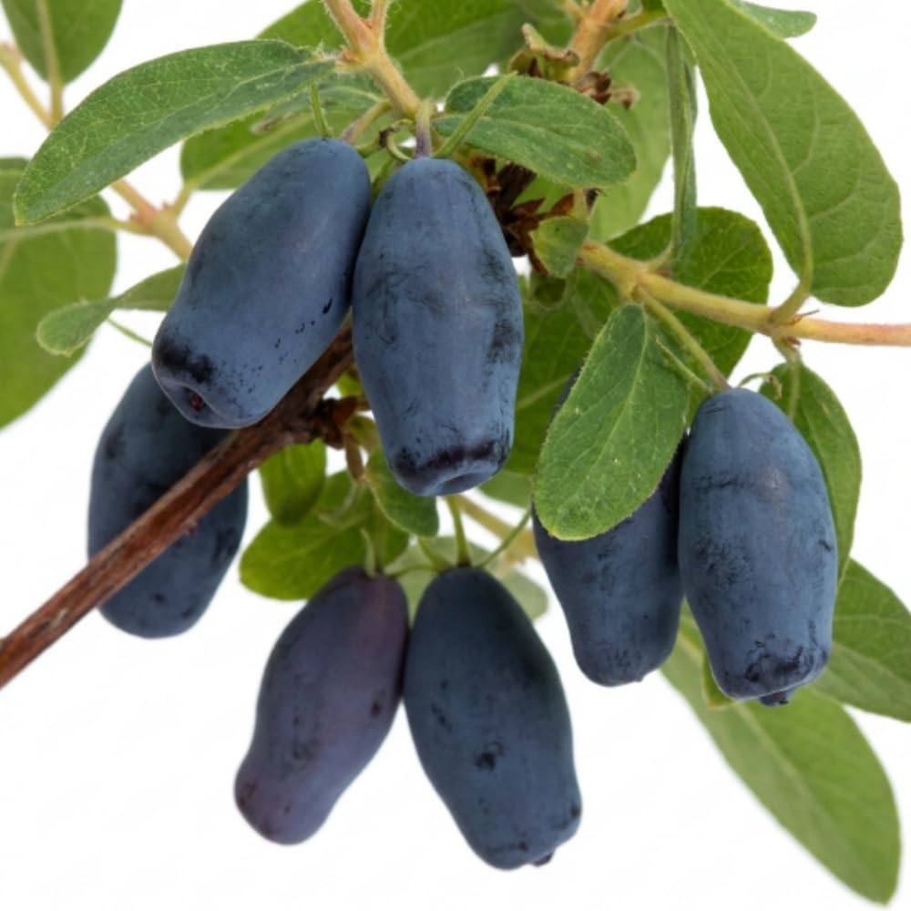 Haskap Live Plant, Haskap Honeyberry Bush, 4-8 Inch Tall