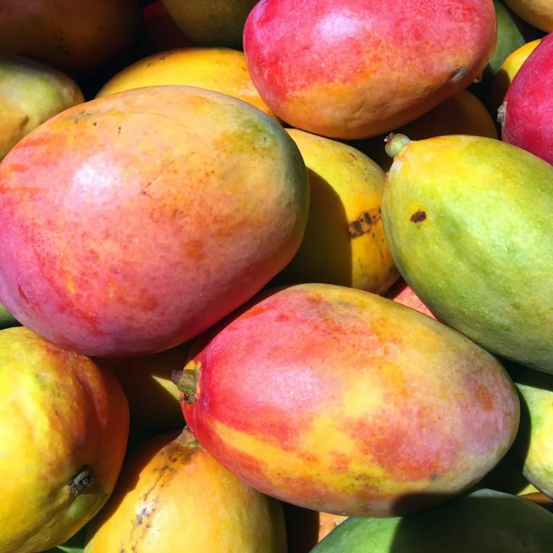 Dwarf Mango Tree Live Plant, Fully Rooted in 3 Gallon Pot, Tropical Mango Fruit Tree for Indoor or Outdoor Growing