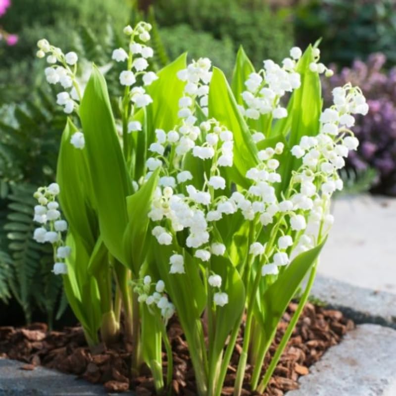 5 Lily of The Valley Bareroot, Lily of The Valley Bulbs for Gardening, Flower Plant Bare Roots