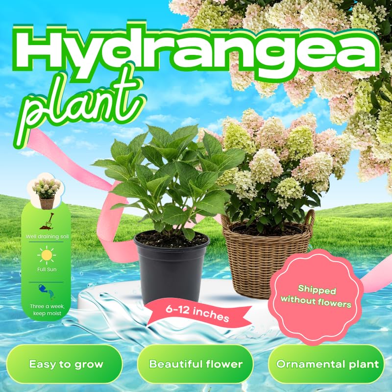 Hydrangea Plant Live for Planting, 6-12" Hydrangea Tree Live Plant, Hydrangeas Bush, Dormant, No Leaf, No Pot (Light Green to Pink)