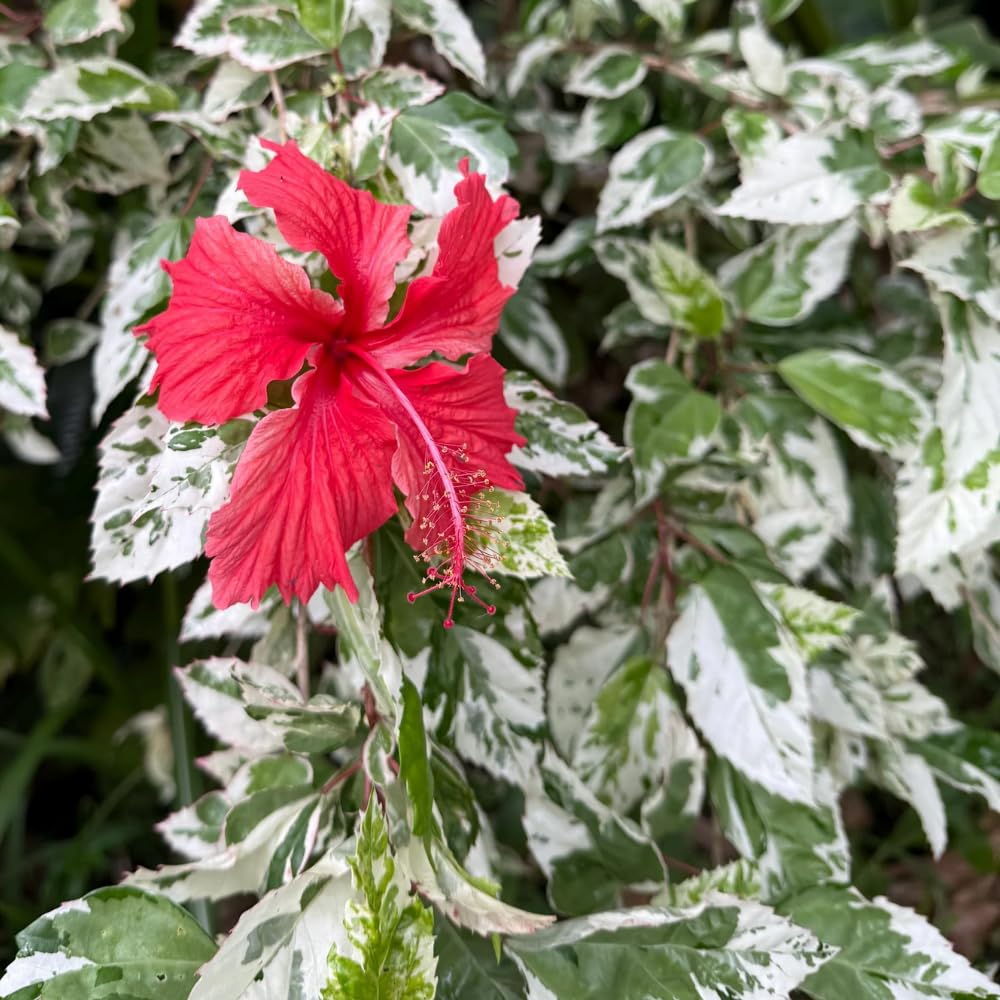 2 Hibiscus Live Plants, Clump 8-12” Tall, Hardy Hibiscus Plants Live, Hibiscus Trees Flowering Shrub (Snow Queen Hibiscus)