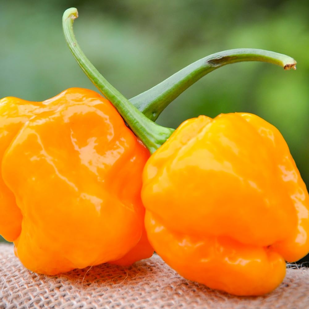 50 Yellow Scotch Bonnet Pepper Seeds, Hot and Spicy Jamaican Peppers for Home Gardening