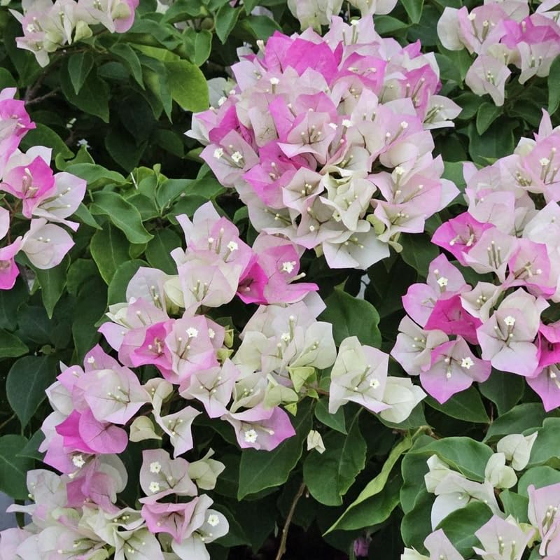 Set 2 White Pink Bougainvillea Plants, 5-8" Tropical Bougainvillea Plant Starter, Colorful Perennial Blooms, Live Well Rooted Plant