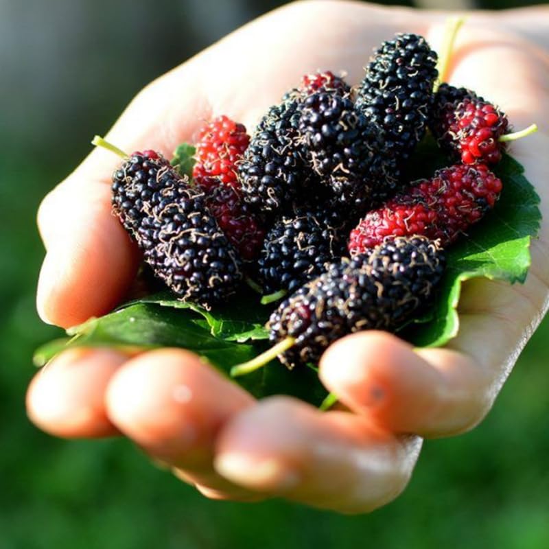 Dwarf Mulberry Tree Live Plant, Hardy Mulberry Fruit Tree for Planting Indoor Outdoor, Sweet Mulberries Tree Well Rooted 4-8'' Tall