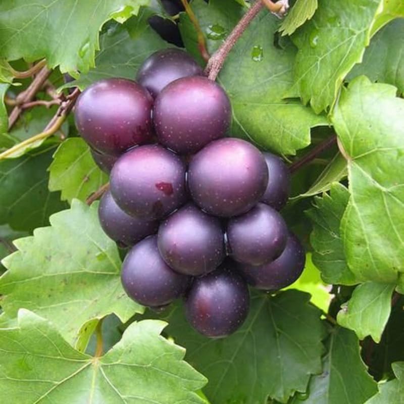 Set of 3 Black Muscadine Grape Plants Live, 4-6" Tall Seedless Grape Vines for Outdoor Planting, Hardy Fruit Plants for Garden and Vineyard
