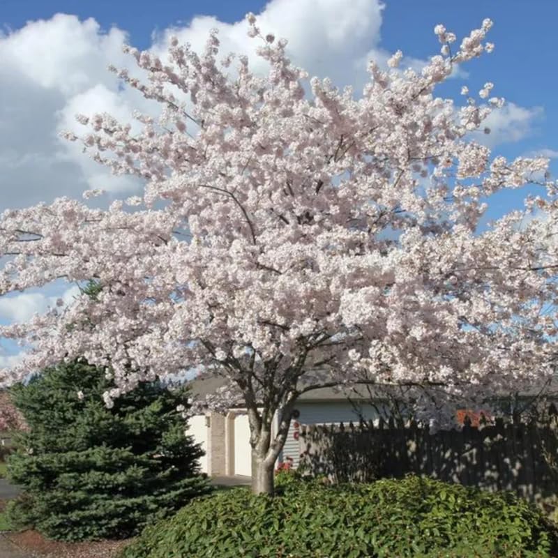 Live Cherry Blossoms Tree Plant, Random Flowering Cherry Blossom in 2.5 Inches Pot, Dormant in Winter, Perennial Bloom, 9 Months Old Trees