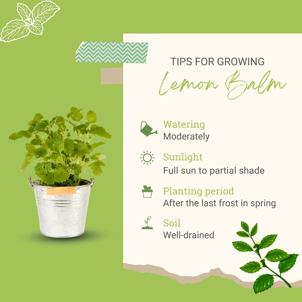 Set 3 Lemon Balm Live Plants, Mint Herb Plant Ready to Grow, 4-7 Inch Tall, Outdoor Garden Growing