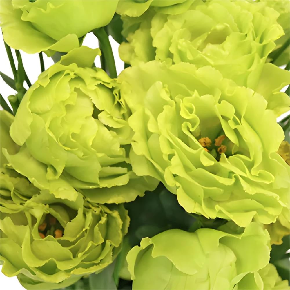 Green Eustoma Lisianthus Plants Live Plug Size, Well-Rooted 3-5" in Tall, Texas Bluebell, Thornless Love Rose Plant, Summer Fall Bloom