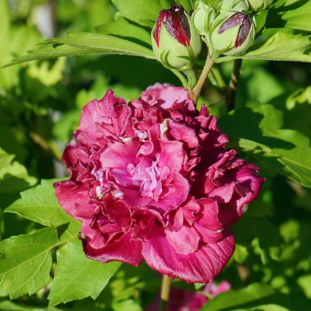 Set of 2 Althea Rose of Sharon Seedlings, Bareroots 1-2 Feet Tall Hardy Flowering Shrubs for Outdoor Planting (Red)