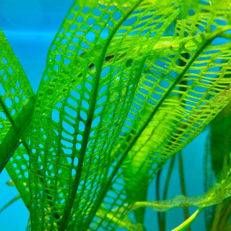 Aponogeton Aquarium Plants Live, 1-2 Bulbs Aquatic Plants, Live Aquarium Plants Bulbs, Freshwater Aquarium for Planting