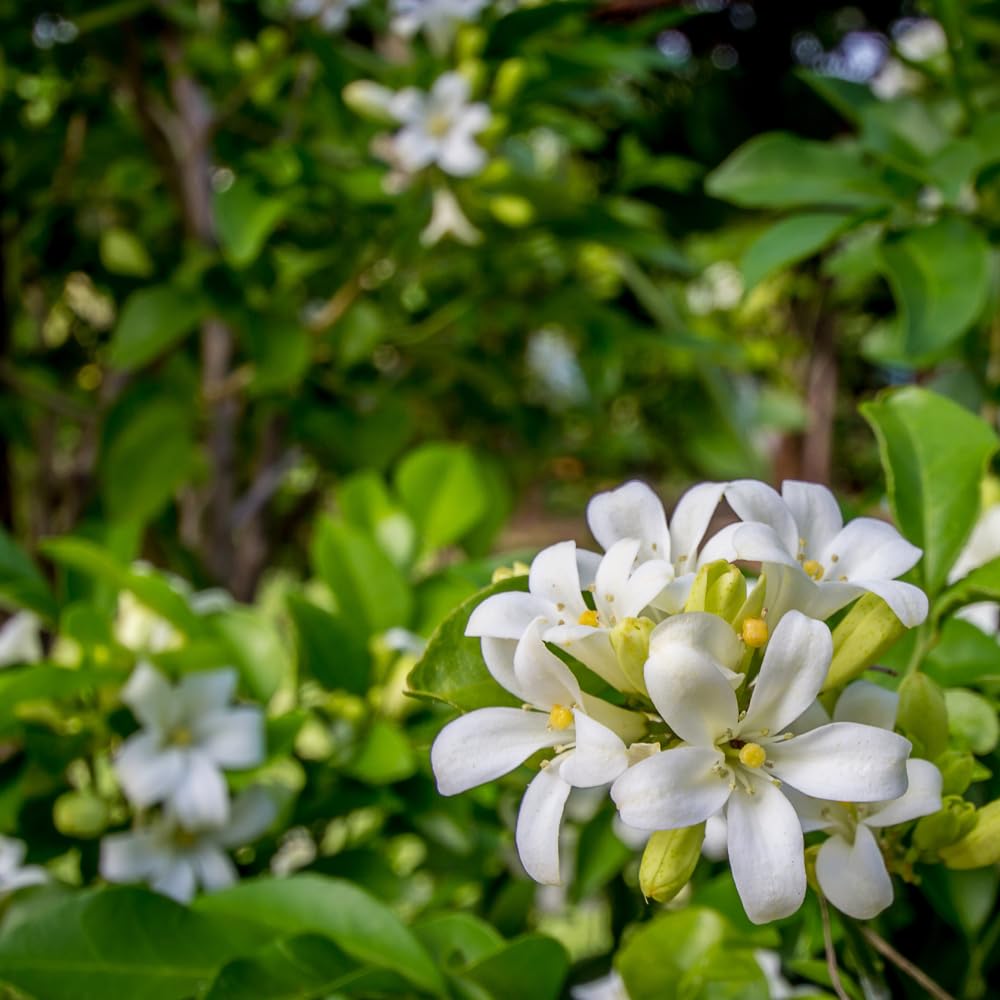 Jasmine Plant Live, 2-3 Feet Tall in 3 Gallon Pot, Jasmine Plant Live, Perennial White Flowers Plants for Growing, No Ship to CA (Orange Jasmine)