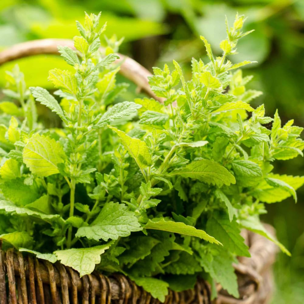 3 Lemon Balm Plants Live, 4-8” Tall Starter Herb Plants, Cold Hardy Lemon Mint for Garden or Containers