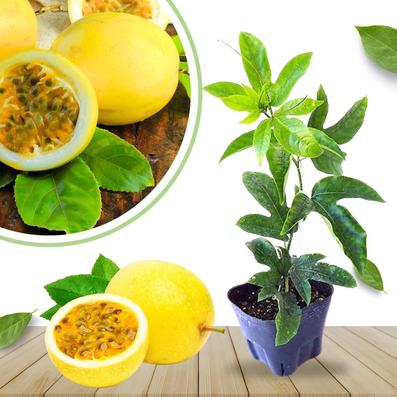 Yellow Passionfruit Tree Live Plant, Passion Fruit Vine for Planting, 4-8 Inches Tall
