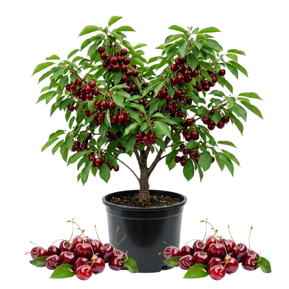Cherry Trees Live Plants, Sweet Black Cherry Tree, Well Rooted in 3 Gallon Pot, 3-4 Feet Tall, Hardy Cherry Fruit Tree Live Plant for Outdoor Garden, No Ship to CA
