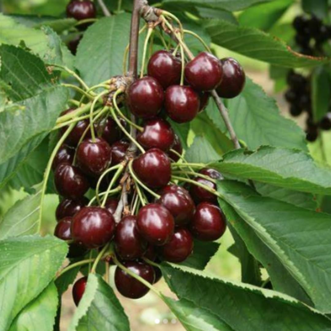 Cherry Tree Live Plant 3–4 Feet Tall in 3 Gallon Pot, Sweet Cherries Fruit Tree for Outdoor Growing, Cold Hardy Garden Tree, Ready to Plant, No CA (Dark Red Cherry)