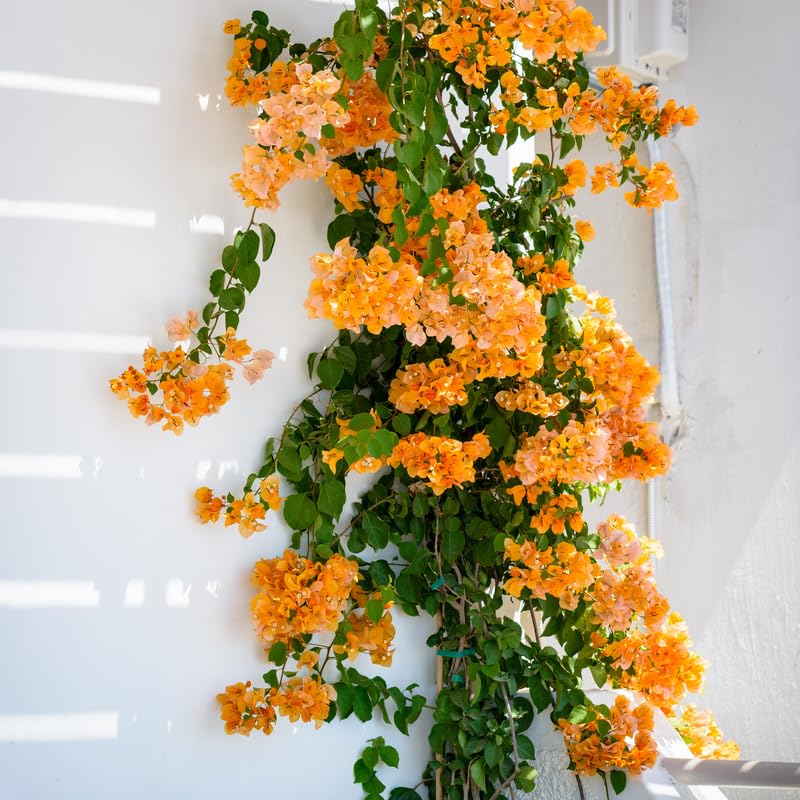 Set 2 Gold Bougainvillea Plants, 5-8" Tropical Bougainvillea Plant Starter, Colorful Perennial Blooms, Live Well Rooted Plant