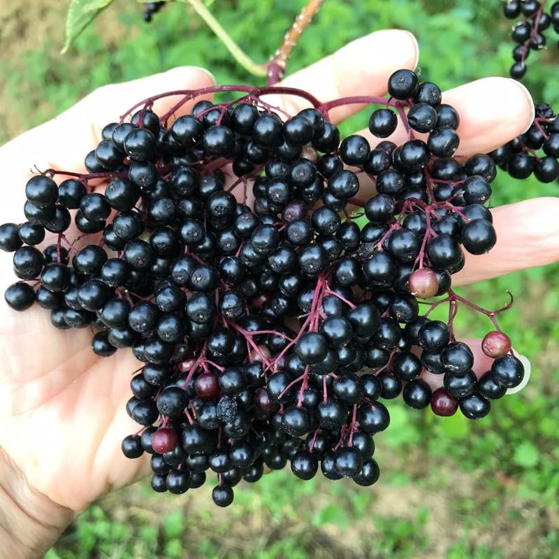 Elderberry Plant Bush, 6 to 12 Inch, Quart Pot, Perennial Black Elderberry Plants Live for Planting, Dormant in Winter
