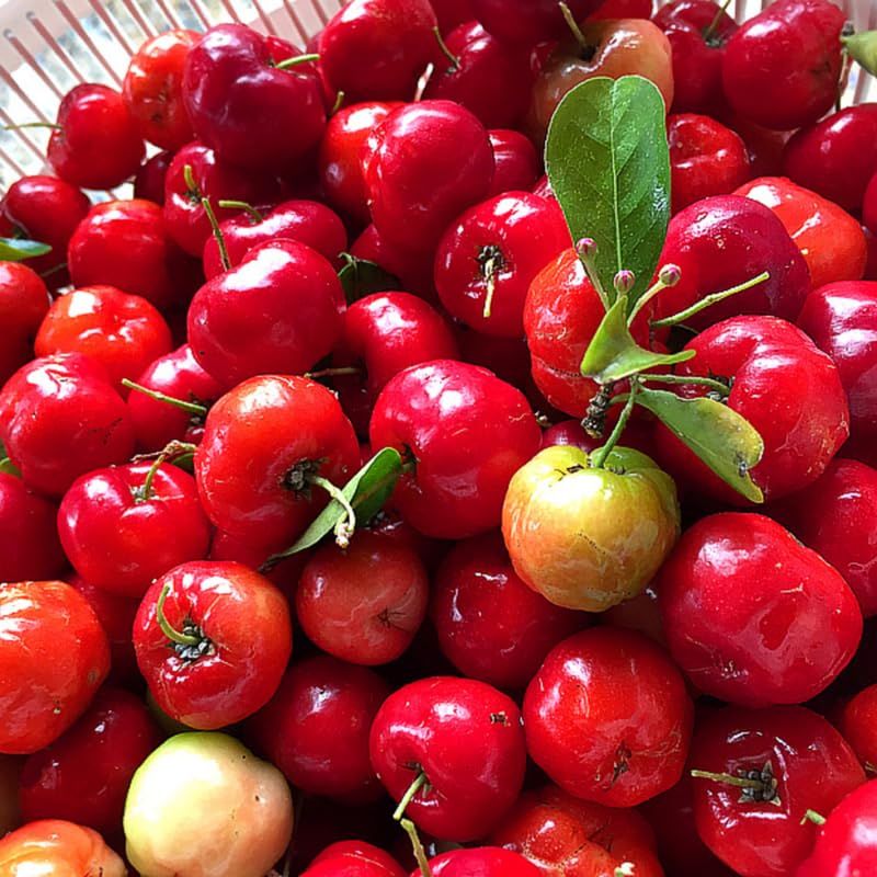 Sets 4 Barbados Cherry Tree Live Plant, 6 Months Old High Yielding Sweet Cherry Tree 4-6" in Tall, No Pot, Cold Hardy, Outdoor Planting