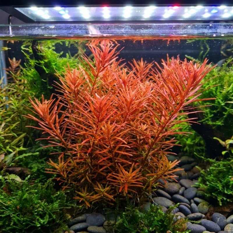H'ra Red Rotala Plant Stems, Live Aquarium Plant - 1 Clump Bundle