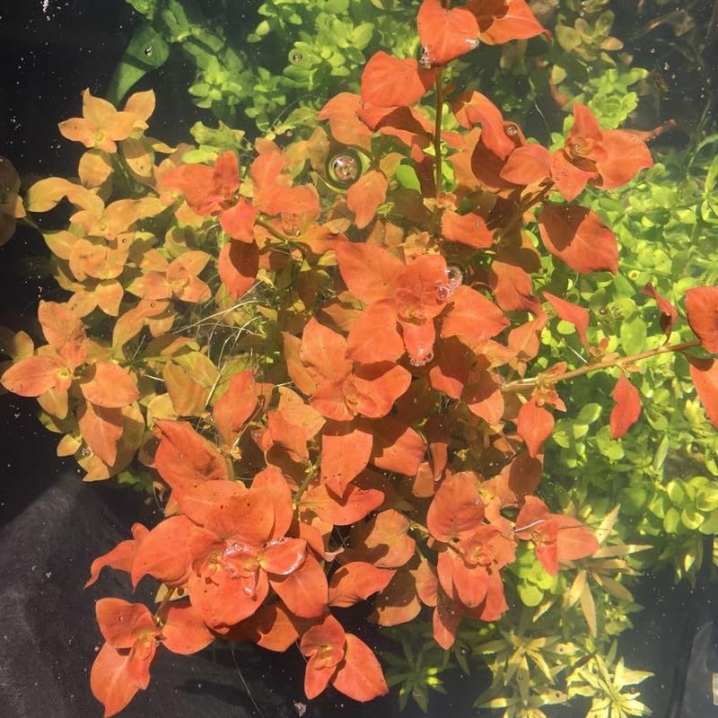 Round Orange Ludwigia Plants Live, 1 Bundle Aquatic Plant