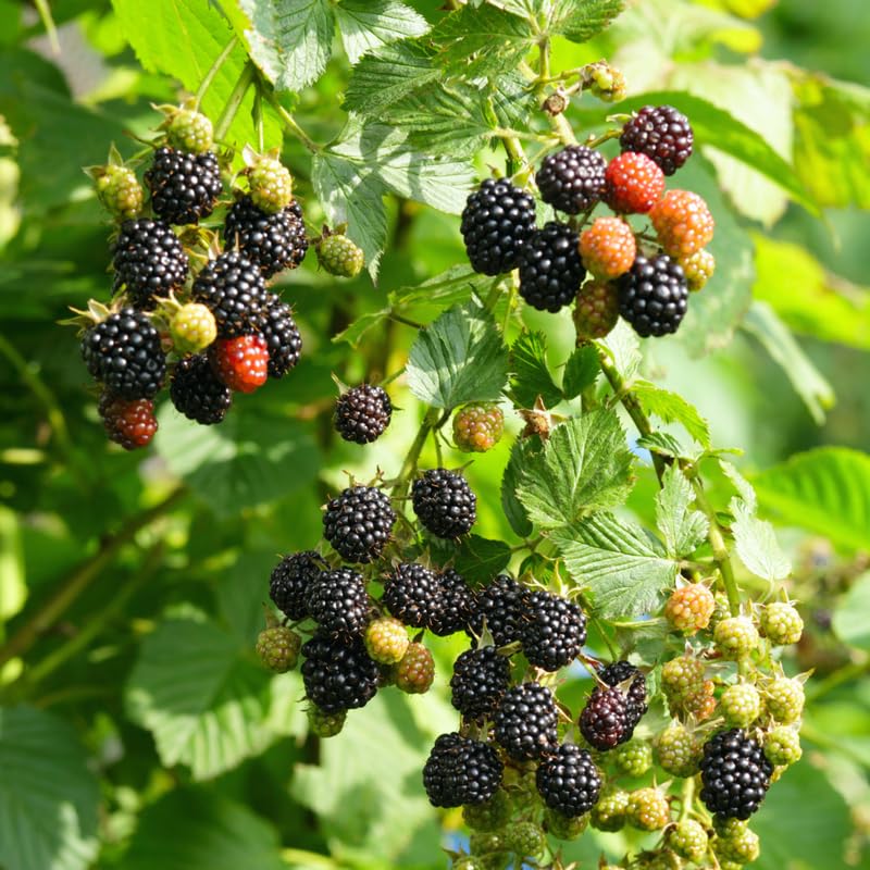 Pack 2 BlackBerry Plants Live, 4-8 Inch Tall, Rare Blackberries Fully Rooted High Yield Berry Plants for Outdoor Planting