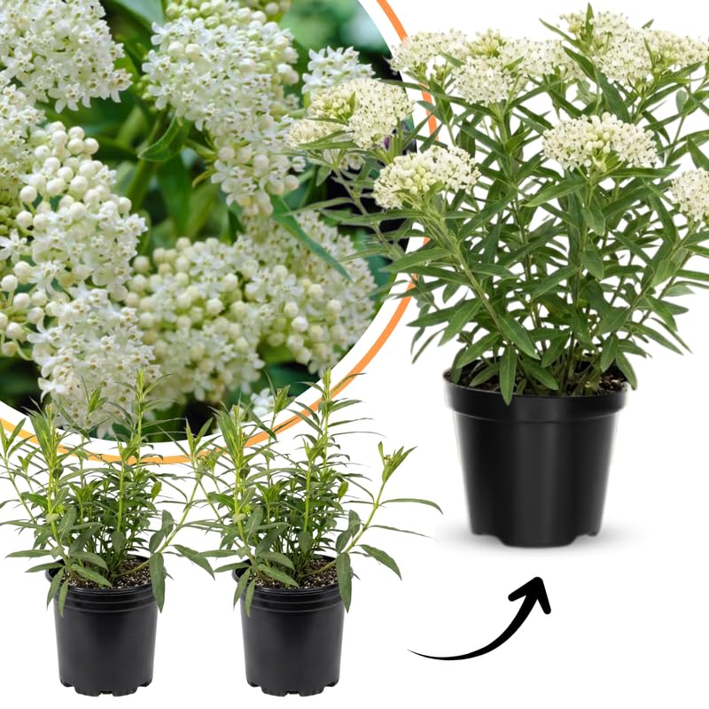 2 White Vining Milkweed Plants Live for Spring Planting, Butterfly Mikweed 4-8" in Tall, Asclepias Tuberosa Plants Bush for Perennial Flowers Outdoor Growing