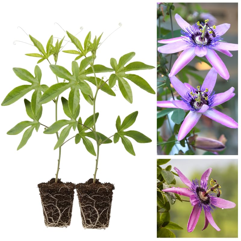 2 Lavender Passion Flower Plants, 4-8'' Tall Red Passiflora Plant Vine for Planting, Vibrant Passion Flower Starter Plant for Home Garden and Containers, Well Rooted to Grow