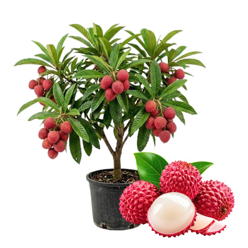Sweet Lychee Trees Live Plants, Lychee Fruit Tree, Sweet Tropical Litchi Tree in 3 Gallon Pot, 2-3 Feet Tall, No Ship to CA