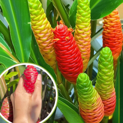 10 Shampoo Ginger Roots, Awapuhi Zingiber Zerumbet Pinecone Ginger Rhizomes, Cold Hardy Ginger Lily Flowers