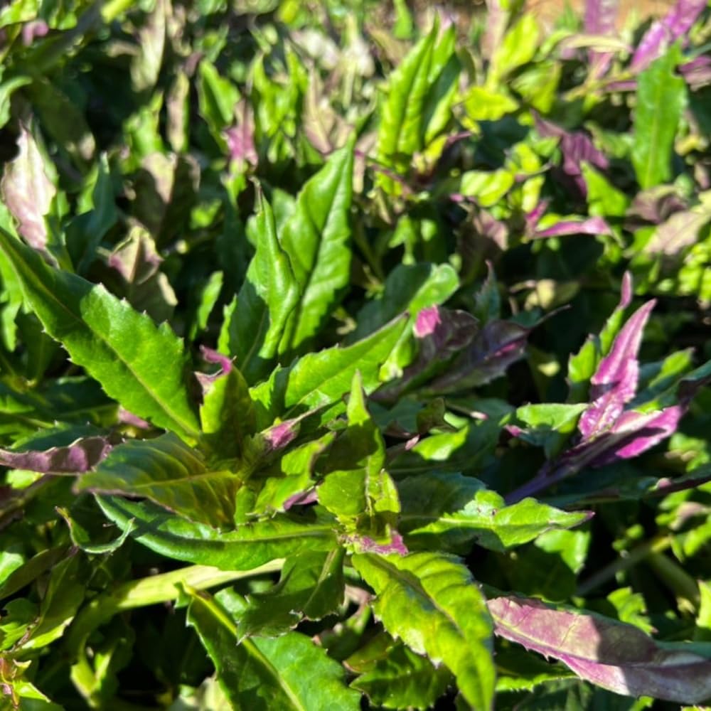 Set 2 Green Purple Spinach Plants Live, Spinach Seedling, Hardy Vegetable, 4 to 6 Inches Tall, Perennial Plant for Zones 9-11