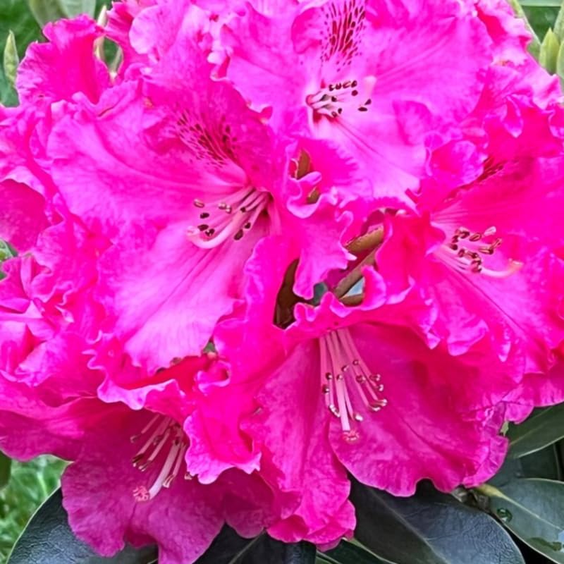 Red Pink Rhododendron Live Plant Shrubs for Outdoor Planting, Azalea Bushes Ready to Plant, Fragrant Rhododendron Plant Live