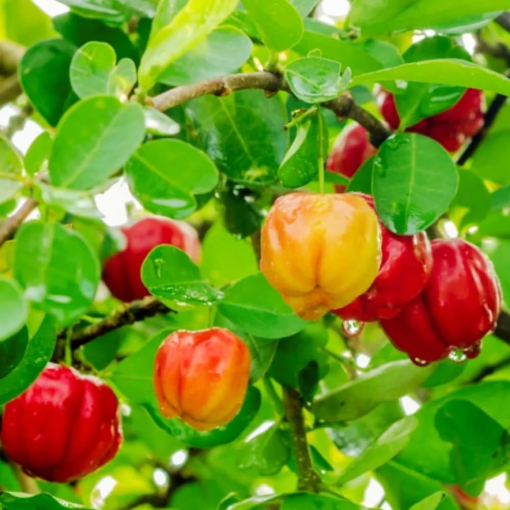 Barbados Cherry Tree Live Plant in 1 Gallon Pot, Barbados Cherry Plant, Sweet Berries for Patio and Garden, Fruit Trees from 1-2 Feet Tall, No Ship to CA