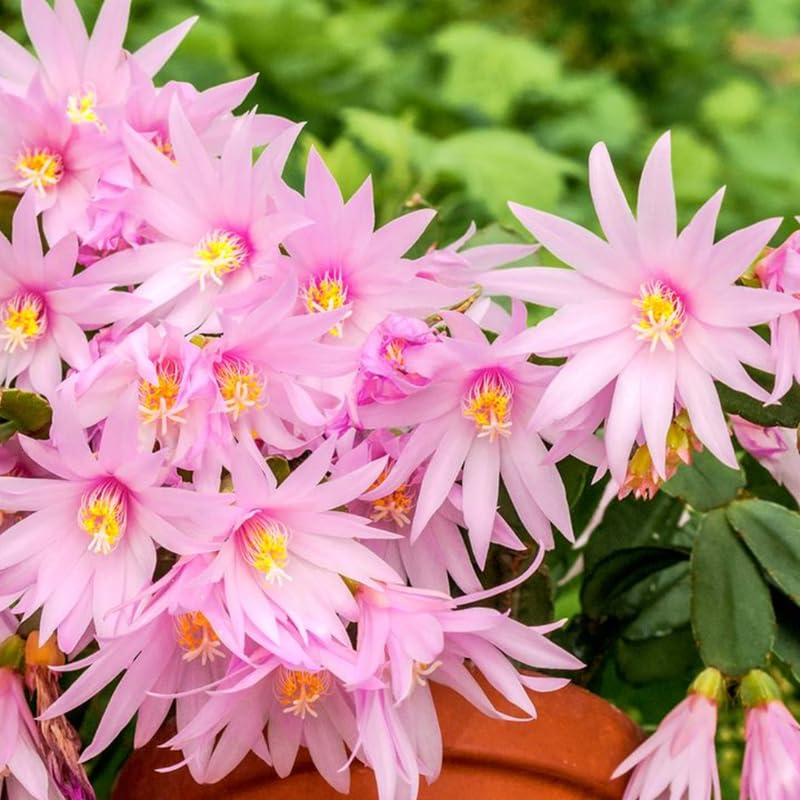 Easter Cactus Flowering Plants, Spring Easter Cactus, Live Indoor Houseplant, 4 to 6 Inches