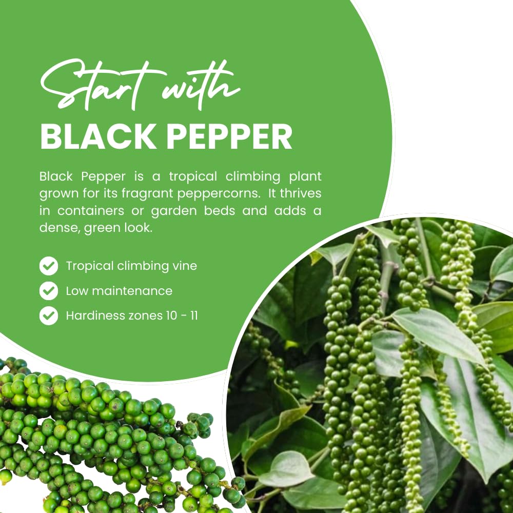 Black Pepper Plant Live, Black Pepper Tree Plant, Piper Nigrum Plants, 4 to 6 Inches Tall, Edible Herb for Indoor Outdoor Garden