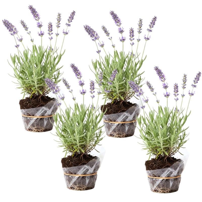 Pack 4 Provence Lavender Plants Live, 4–8" Tall, Fragrant Lavender Flower Lavandula Perennial Well-Rooted, No Pot