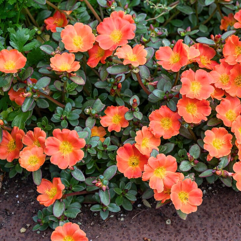 4 Orange Moss Rose Plants Live, Portulaca Ground Cover Flowers, 4-6 Inch Tall Plants for Garden or Containers