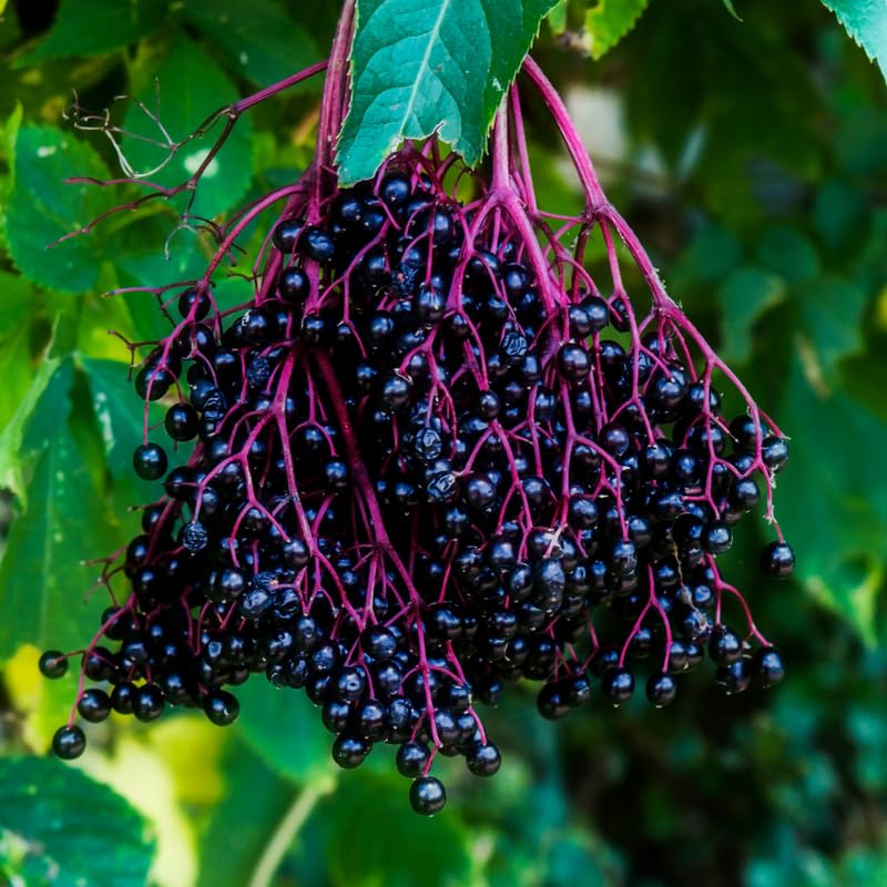 Elderberry Plant Bush, 6 to 12 Inch, Quart Pot, Perennial Black Elderberry Plants Live for Planting, Dormant in Winter