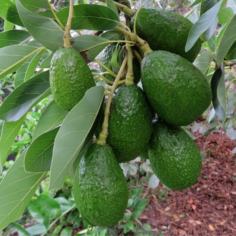 Live Dwarf Avocado Tree 3 Ft Tall, Avocado Fruit-Bearing Tree in 3 Gallon Pot, Container or Garden Growing