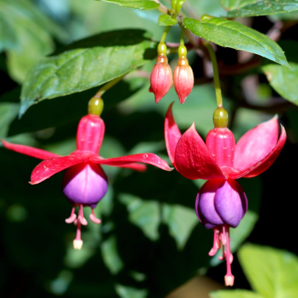 Red Purple Fuchsia Plant Live, Fuchsia Flower Plant, Indoor Outdoor Garden Planting, 2-4 Inches Tall