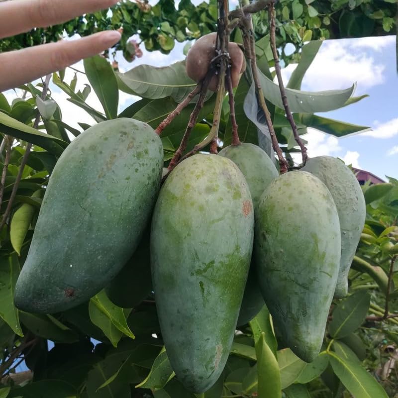 Green to Golden Yellow Mango Tree Plant, Mango Tree 3 Gallon Pot, Fresh Sweet Mango Fruit Plant for Your Garden, No Ship to CA