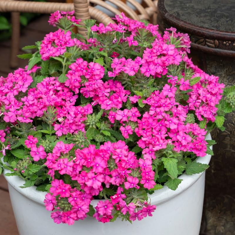 Sets 4 Pink Verbena Plants Live Perennial Outdoor Sping Growing, Size 4-6" in Tall, Ready to Bloom, Ornamental Landscapes, Trailing Hanging Basket