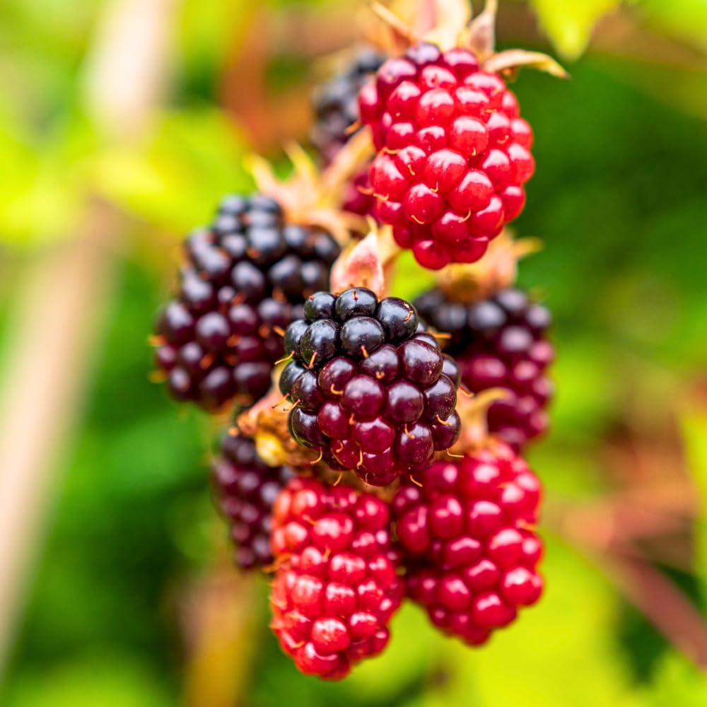 2 Boysenberry Plants Live, Fruit Bearing Boysenberries Tree, 4-6 Inch Tall