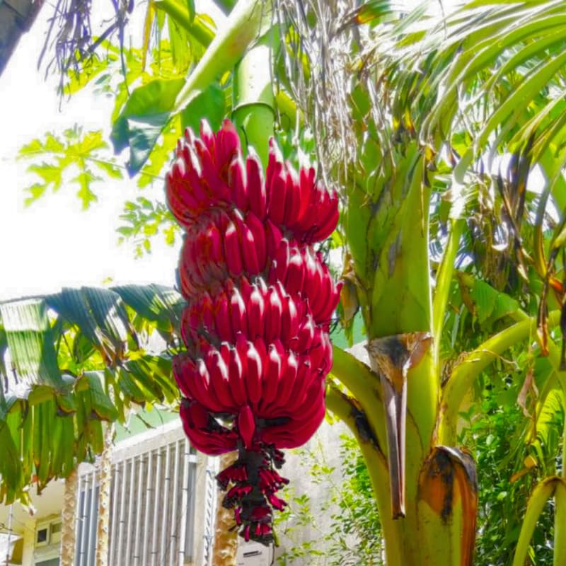 Red Banana Tree High Yield, Banana Live Plant Tropical Fruit, Easy to Plant Outdoor Banana Plants, 5-7 Inc Tall, Well-Rooted, No Pot, Winter Hardy