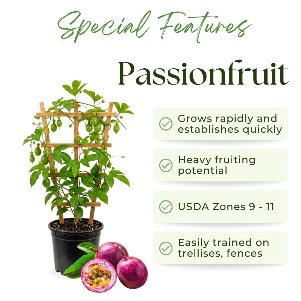 Purple Passion Fruit Plant Live, Passion Fruit Tree, 1 Gallon Pot, 1 Feet Tall, Tropical Climbing Fruit for Indoor Outdoor Planting, No Ship to CA
