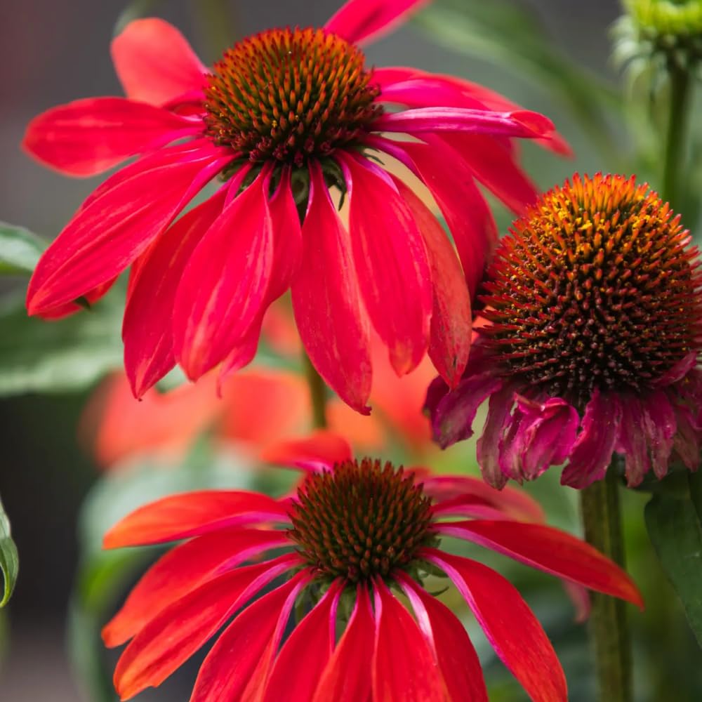 2 Red Coneflower Plants Live, Echinacea Live Plants Coneflower Perennial, 3-5” Tall, Well-Rooted Plug
