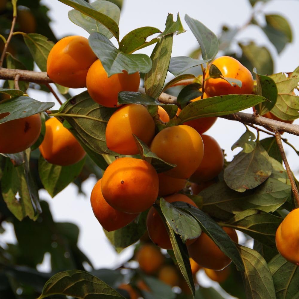 Set 2 American Persimmon Live Plant, 6-10 Inches Tall, in Quart Pot, Sweet Persimmon Plant, Fruit Bearing Tree for Outdoor Garden, Backyard, Landscaping, Dormant in Winter
