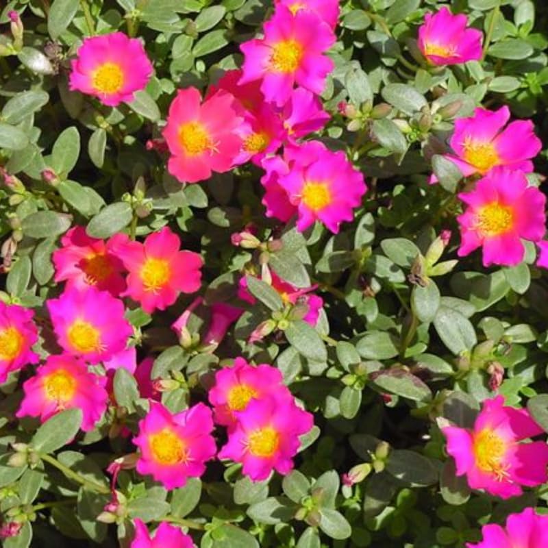 4 Light Pink Moss Rose Plants Live, Portulaca Ground Cover Flowers, 4-6 Inch Tall Plants for Garden or Containers