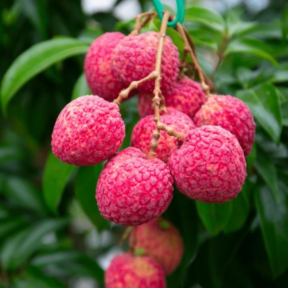 Sweet Lychee Trees Live Plant, 3-4 Ft Tall, 3 Gallon Pot, Lychee Fruit Tree, Litchi Fruits Plant, Perennial Tropical Fruit Plant, No Ship to CA