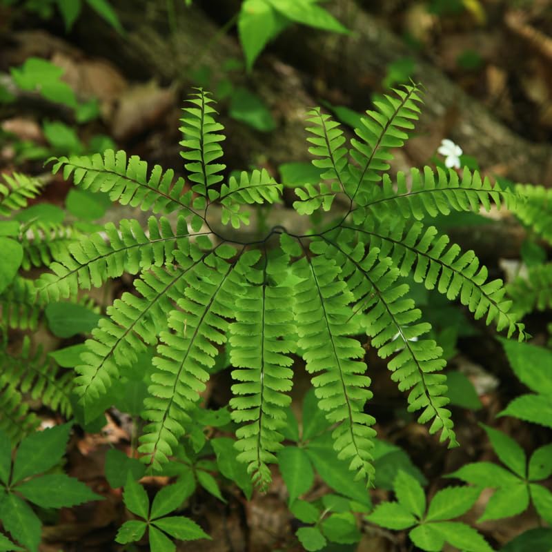 5 Maidenhair Ferns Live Plants Rhizomes, Ferns Live Plants Outdoors Indoors, Pack 5 Bare Roots