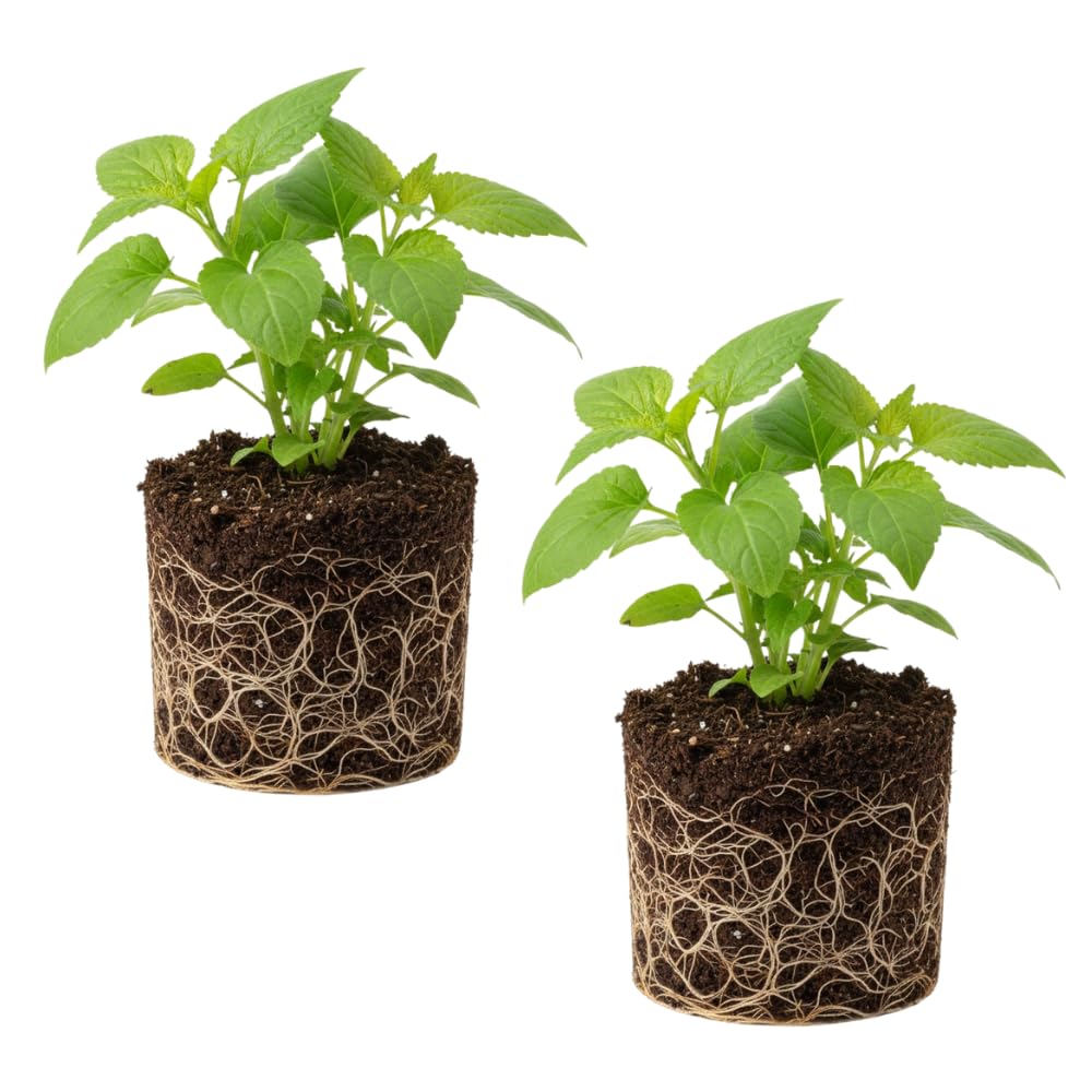 Set 2 Longevity Spinach Plants Live, Longevity Spinach Starter Plant, 4 to 6 Inches Tall, Vegetable for Indoor Outdoor Growing
